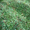 Cotoneaster procumbens 'Queen of Carpets' - Lamav tuhkpuu 'Queen of Carpets' C2/2L